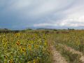 Colfax Ghost town ruins overtaken by sunflowers.jpg